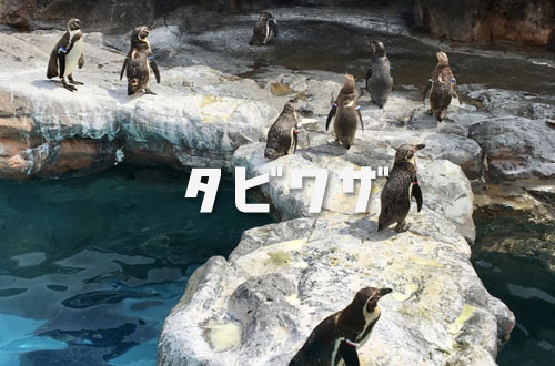 くしろ水族館 ぷくぷくの写真1
