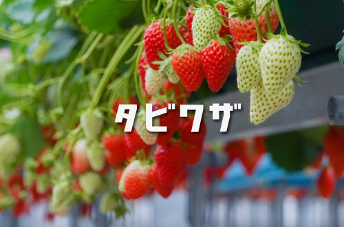 深作農園の写真1