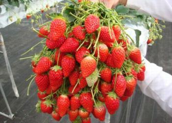 たかぎ村いちご狩りの写真1