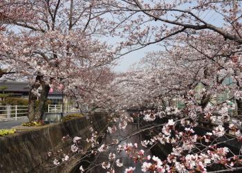 十四川の桜並木の写真1