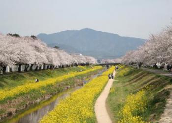 佐奈川堤の写真1