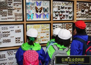 信州昆虫資料館の写真1