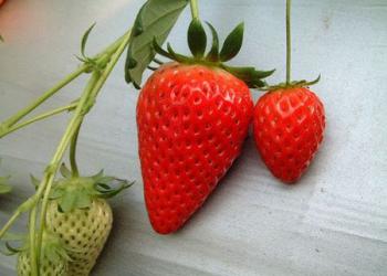 順子の苺園の写真1