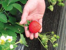 茂原市本納いちご生産組合の写真1