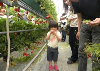 アクアロマン　いちご駒ケ根園の写真1