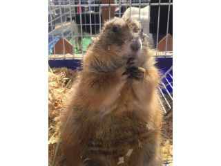 どうぶつcafe　どうぶつとお友だちの写真1