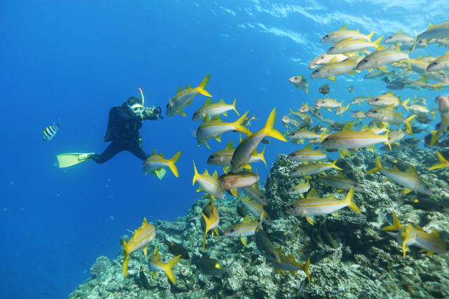 シュノーケリング専門店やーるーやの写真1
