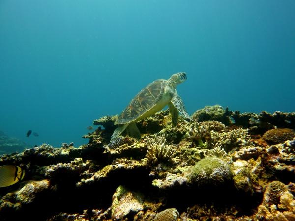 西表島モンスーンの写真1