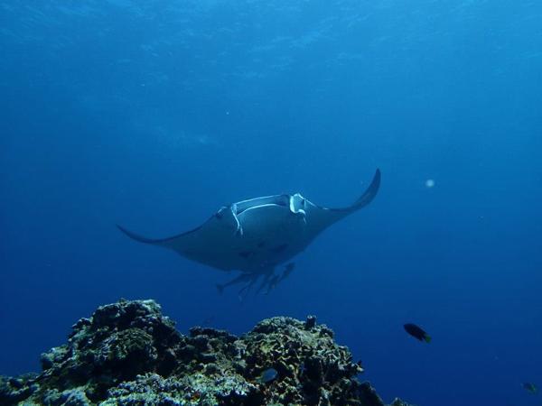 SeaJack divefamilyの写真1