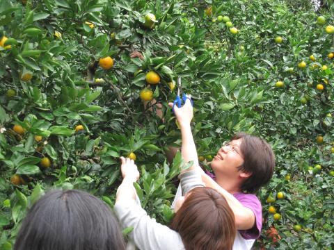 道の駅 三芳村の写真1