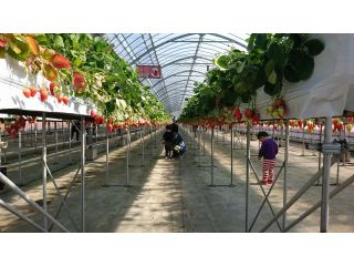 美園いちごランドの写真1