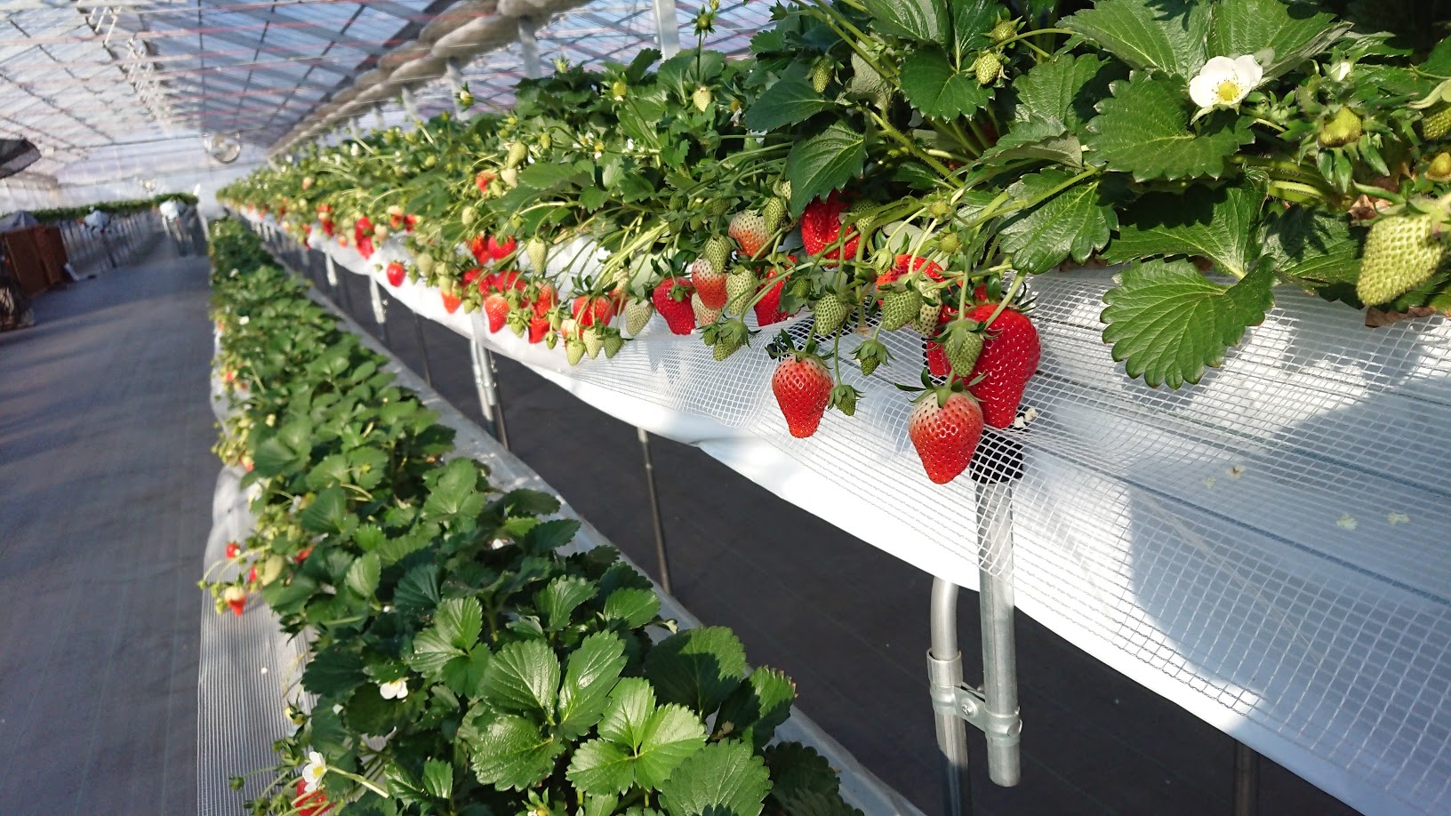 アキヒロイチゴ園の写真1