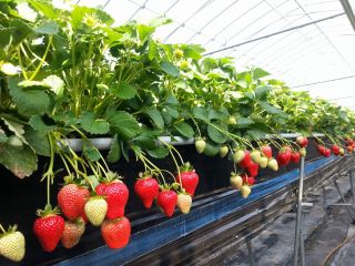 いちご屋スカイファームの写真1