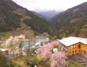 つるぎの湯 大桜の写真1