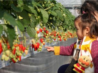 高梨いちご園の写真1