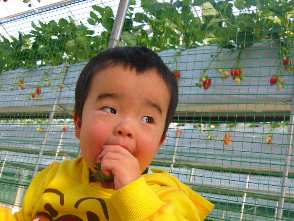 新海ファームの写真1