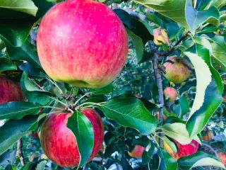 真田りんご園の写真1