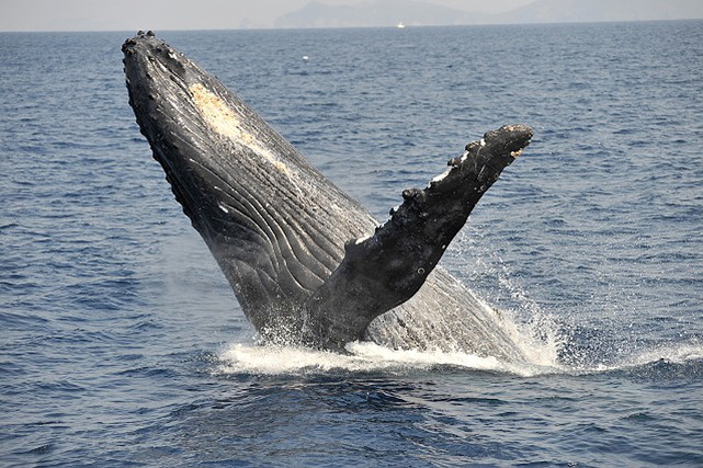 シラハマアイランズリゾートの写真1