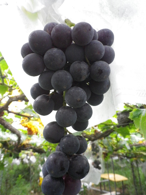 アイアイファームの写真1