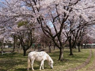 馬っこパーク・いわての写真1