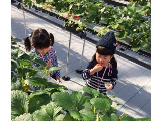 苺園いちごめぐりの写真1