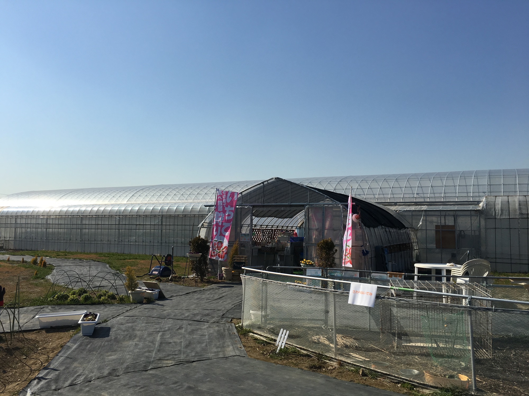 やまちゃんふぁーむいちご畑の写真1