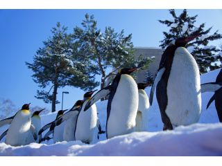 札幌通運クラブゲッツの写真1