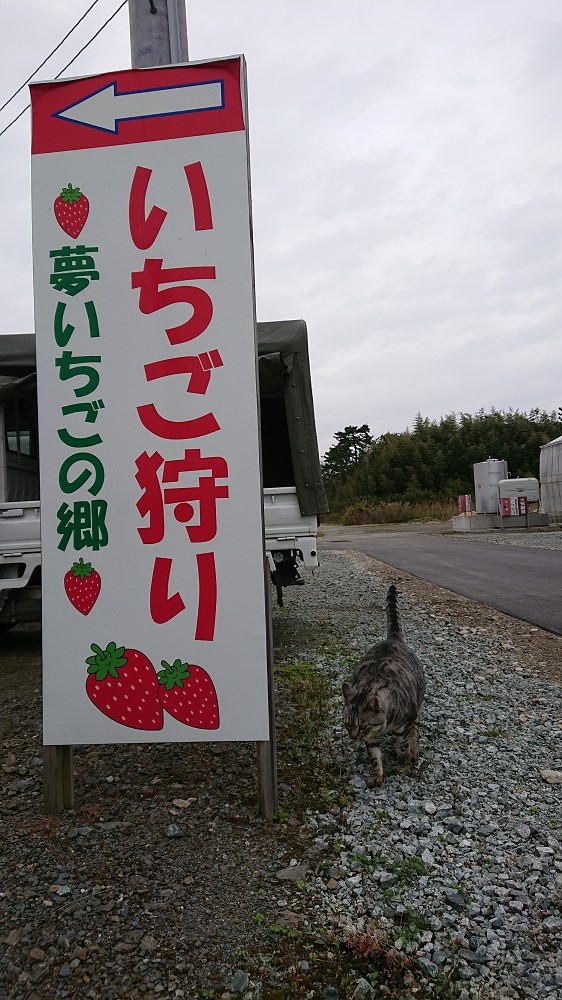 半澤いちご農園の写真1