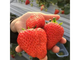 苺の時間　ひるま農園の写真1