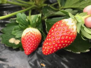 ?橋農園の写真1