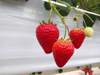 いちごスタジアムの写真1