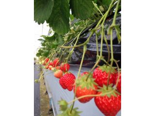 いちご家のむのむの写真1