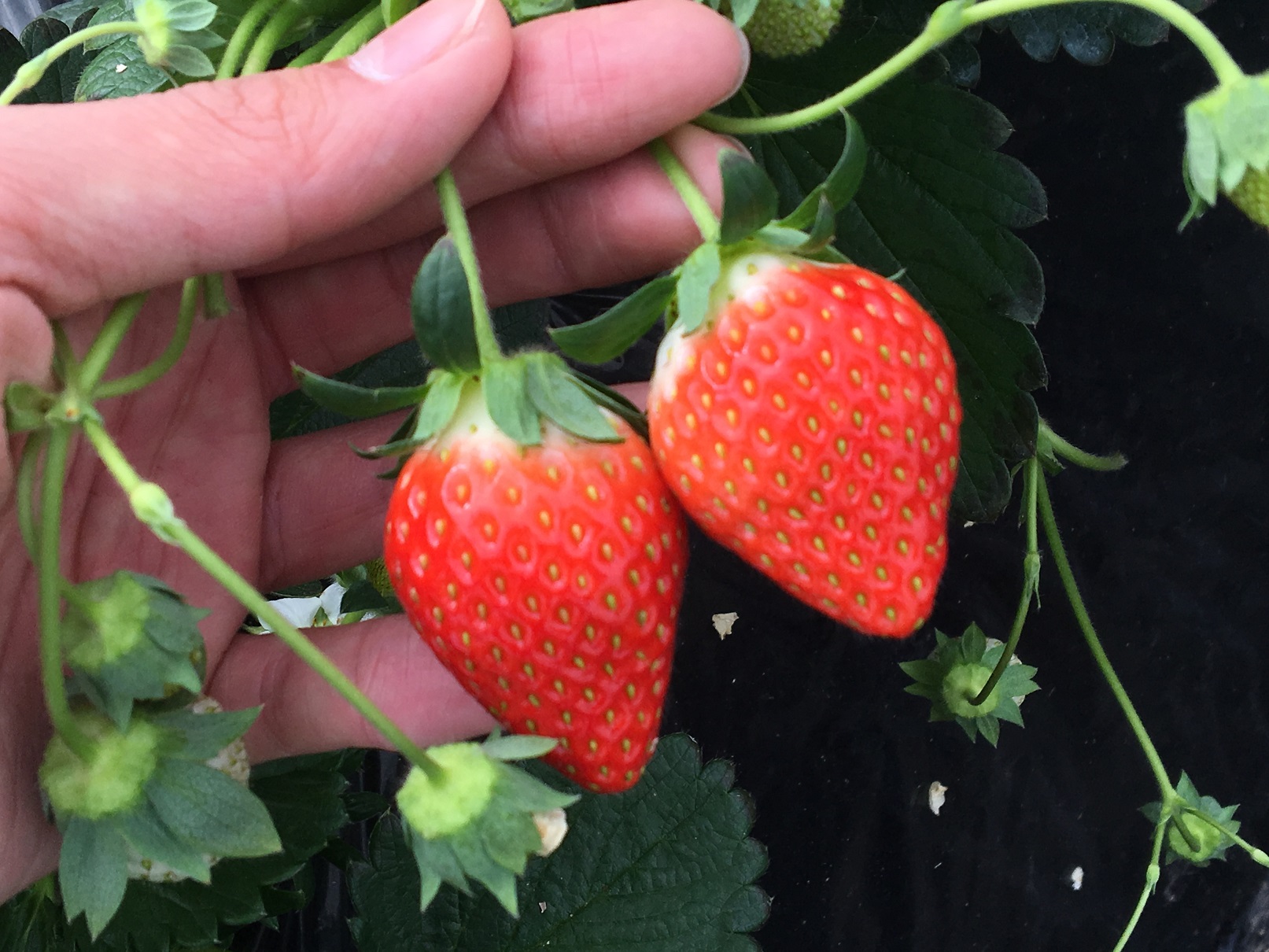 小島農園の写真1