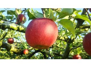 手塚広久観光農園の写真1