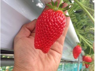 おくやま果寿園の写真1