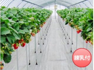 久保田いちご狩り園の写真1