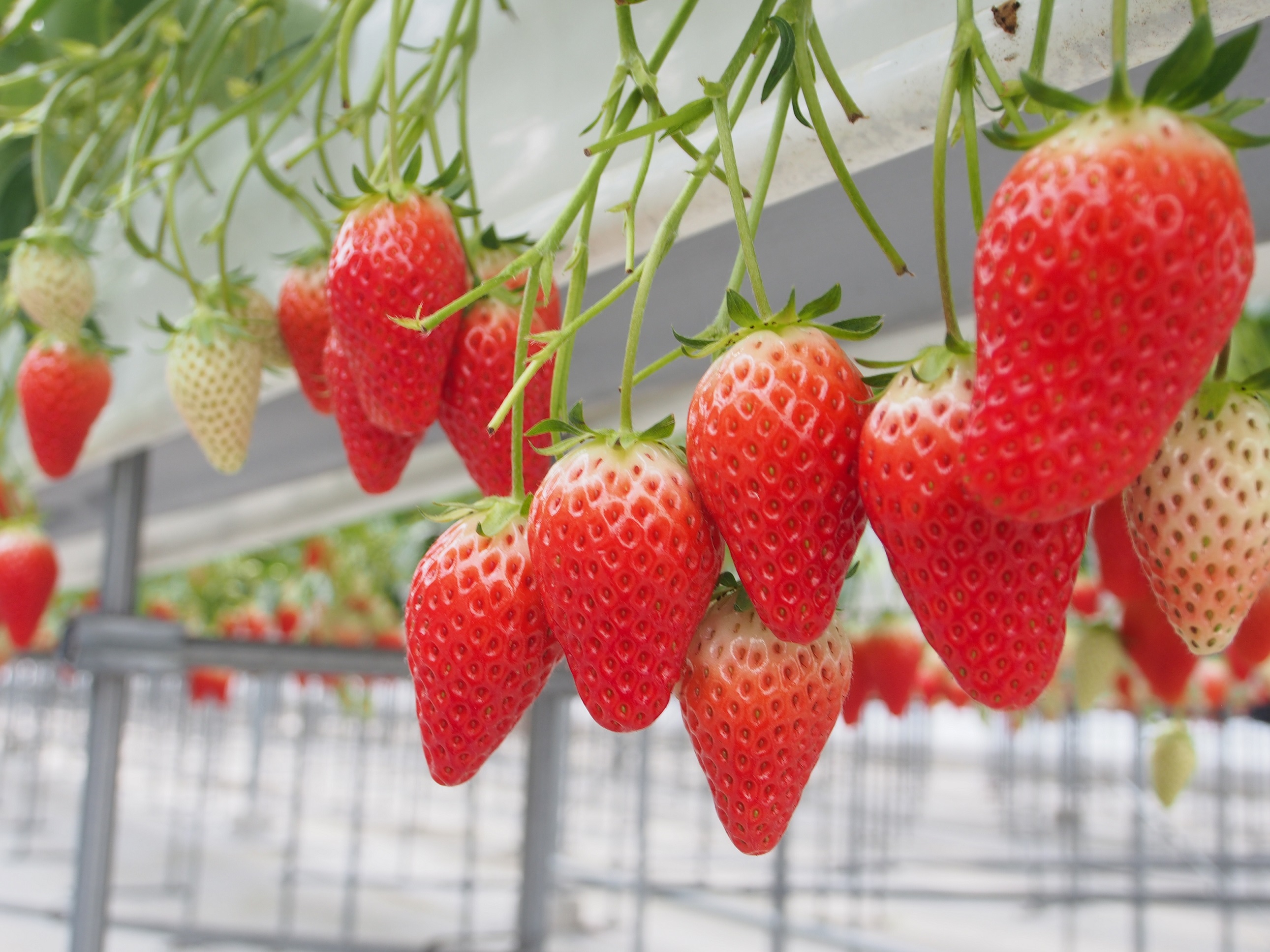 brown crewの写真1