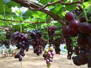 久保田農園の写真1