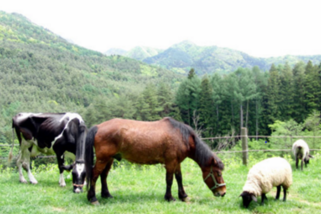 ふじさん牧場の写真1