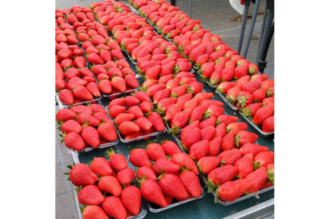 松里果樹園の写真1