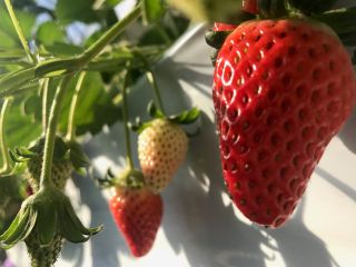 ちりあファームの写真1