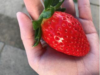 前川いちご園の写真1