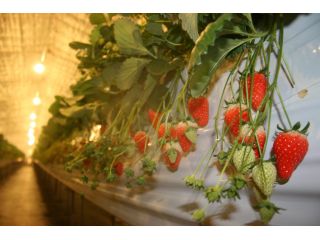 たかおかふぁーむの写真1