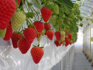 多湖農園の写真1