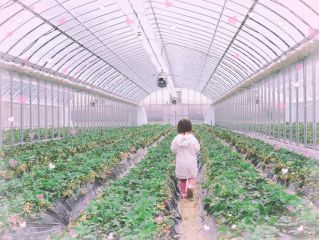 いちご農園　雅ファームの写真1