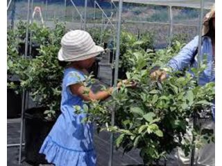 ブルーベリーファーム　LINK'Sの写真1