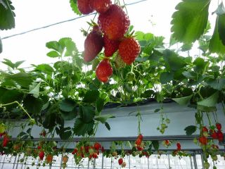 ひさだ農園の写真1