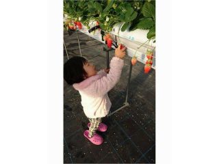 いちこいちごの写真1