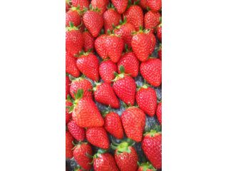 こざわファームの写真1