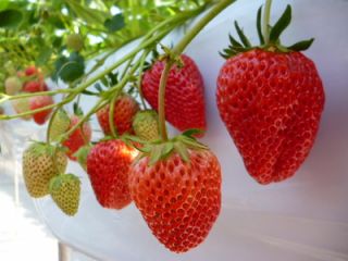 ミノミファームの写真1